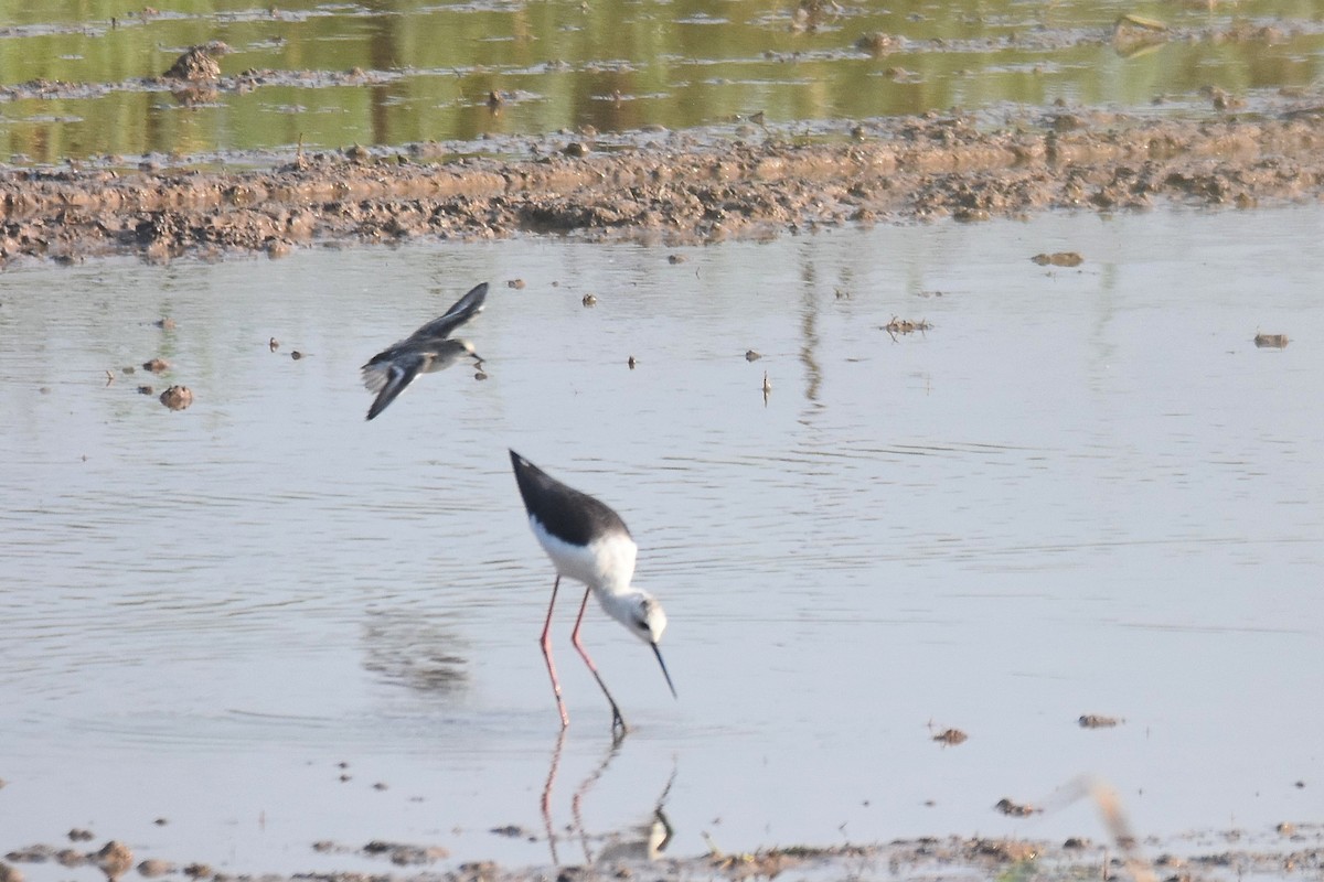 Temminck's Stint - Lukasz Pulawski