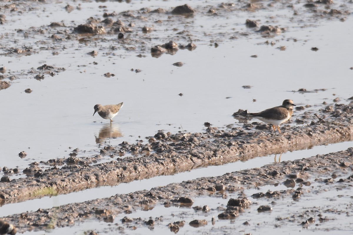 Temminck's Stint - Lukasz Pulawski