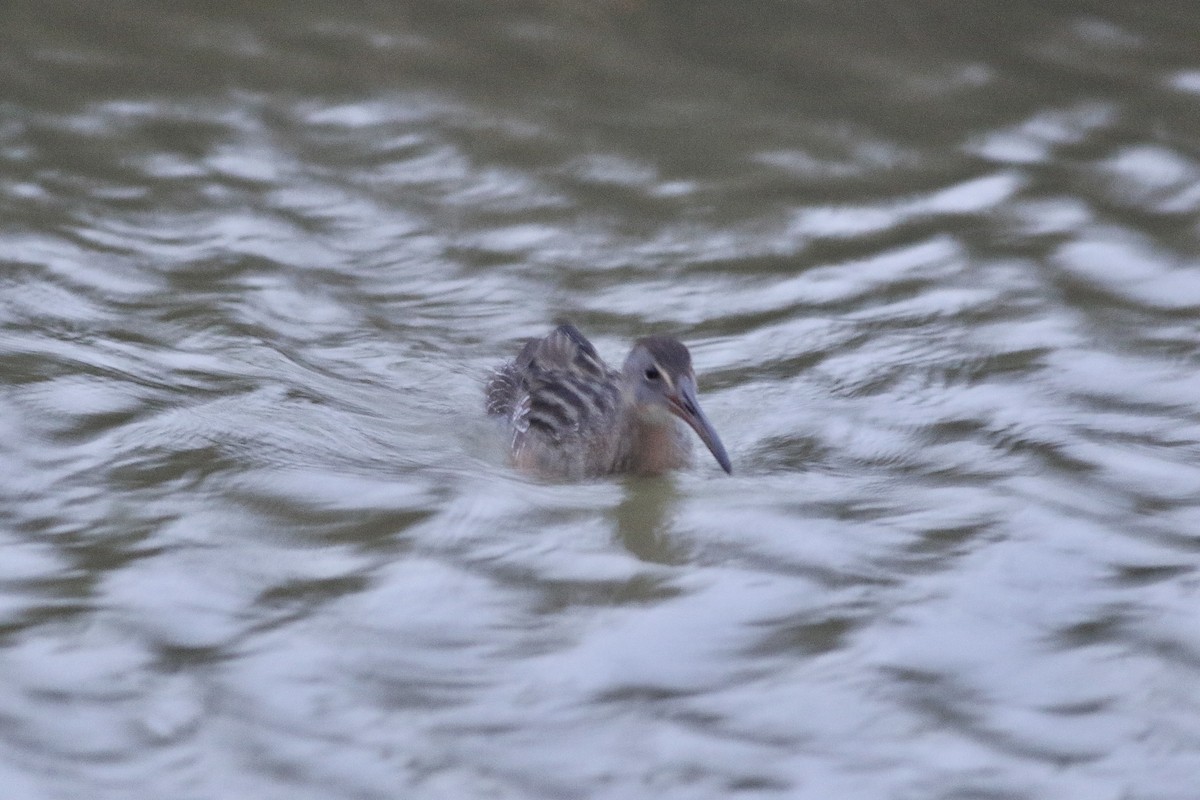 Clapper Rail - John King