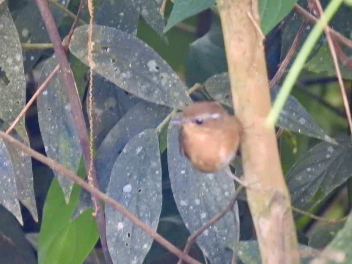 Rufous Gnateater - ML616476315