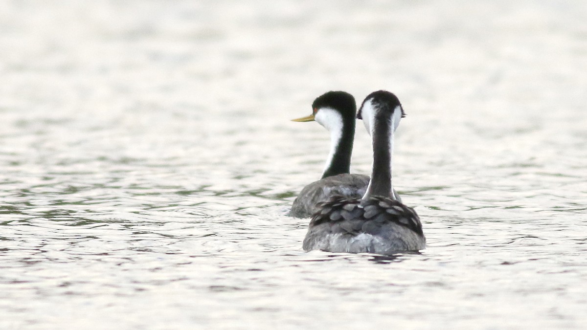 Western x Clark's Grebe (hybrid) - ML616476331