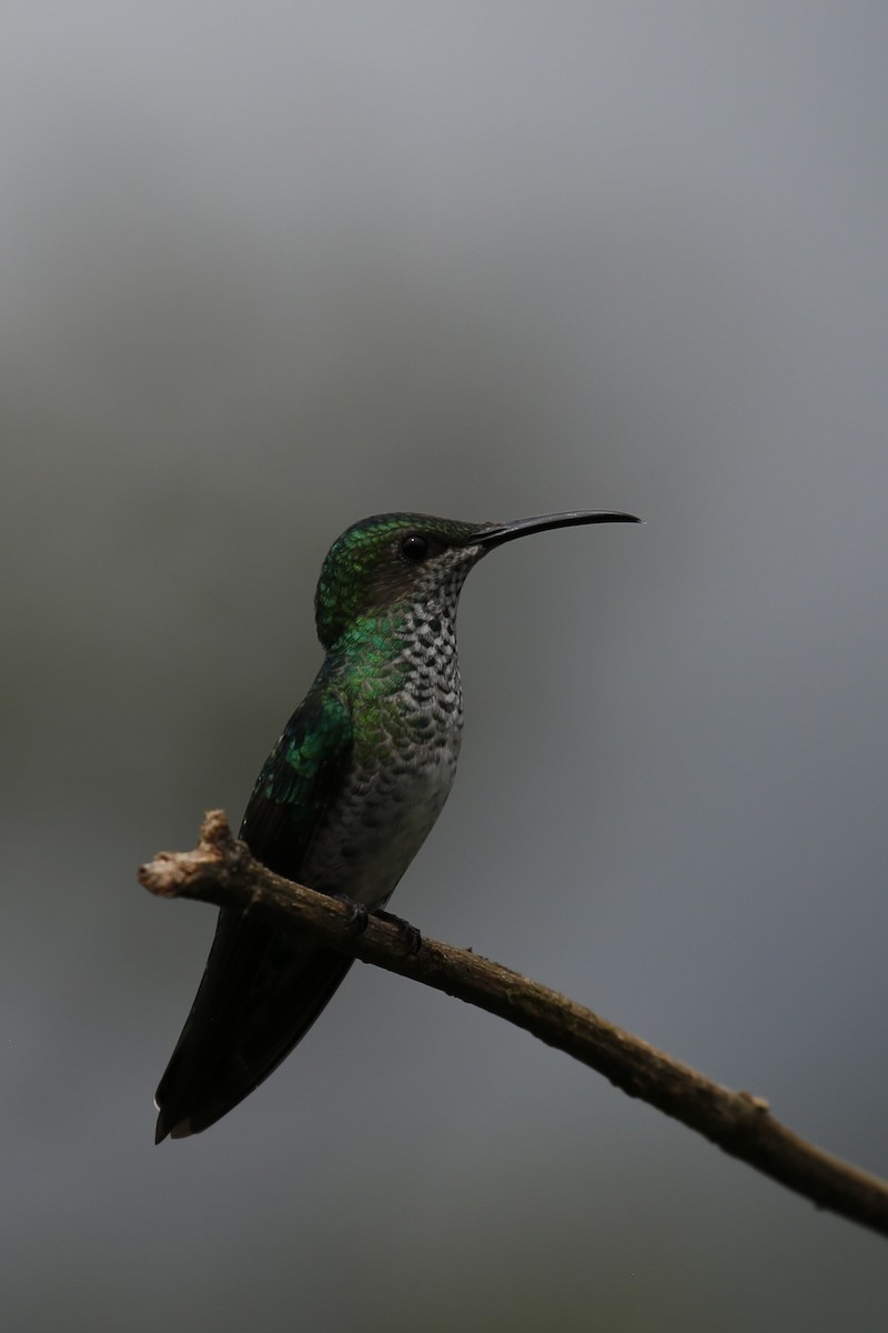 kolibřík vidloocasý [skupina fannyae] - ML616476348