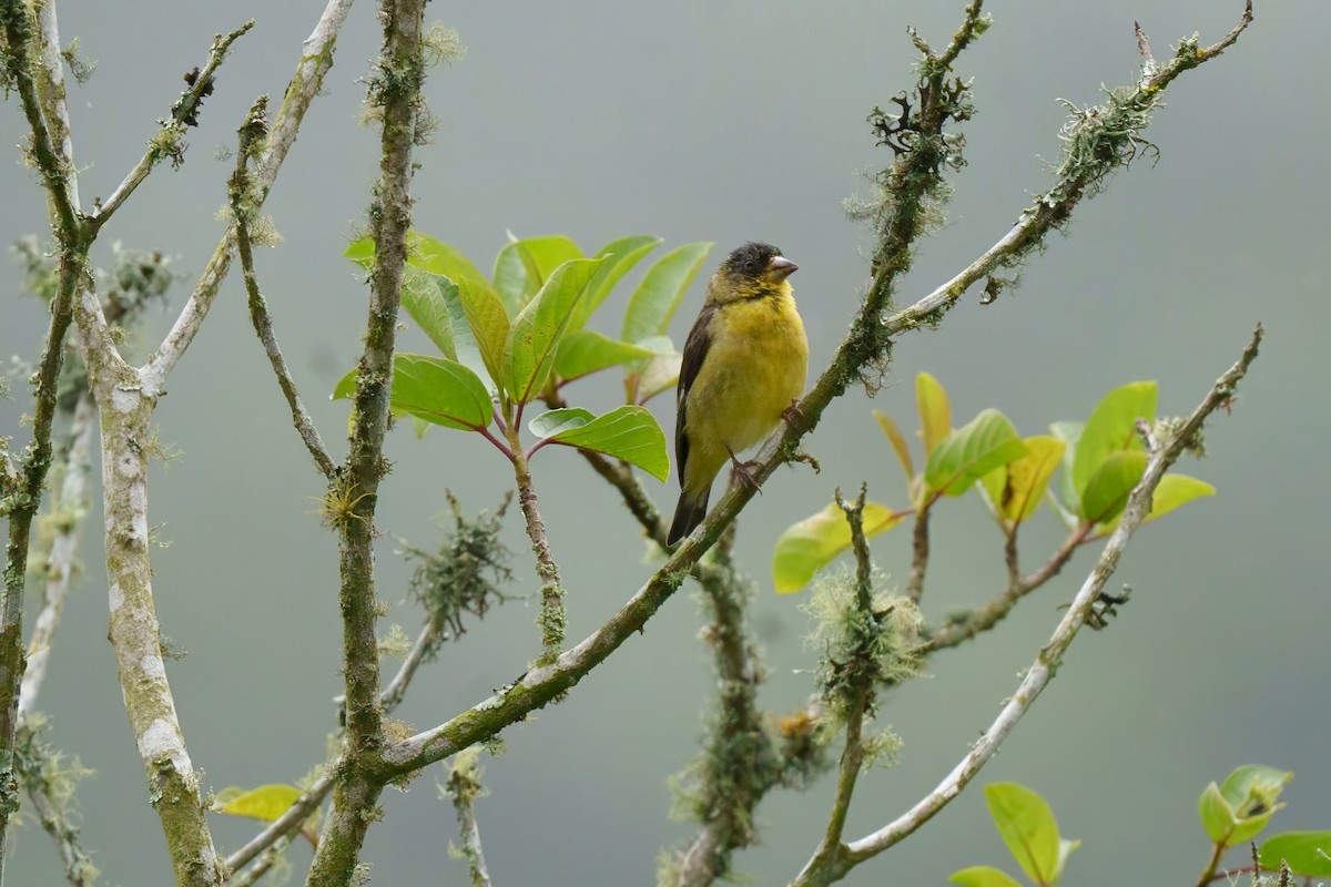 Lesser Goldfinch - ML616476387