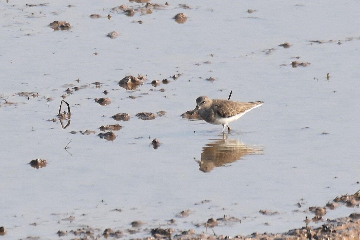 Temminck's Stint - ML616476391