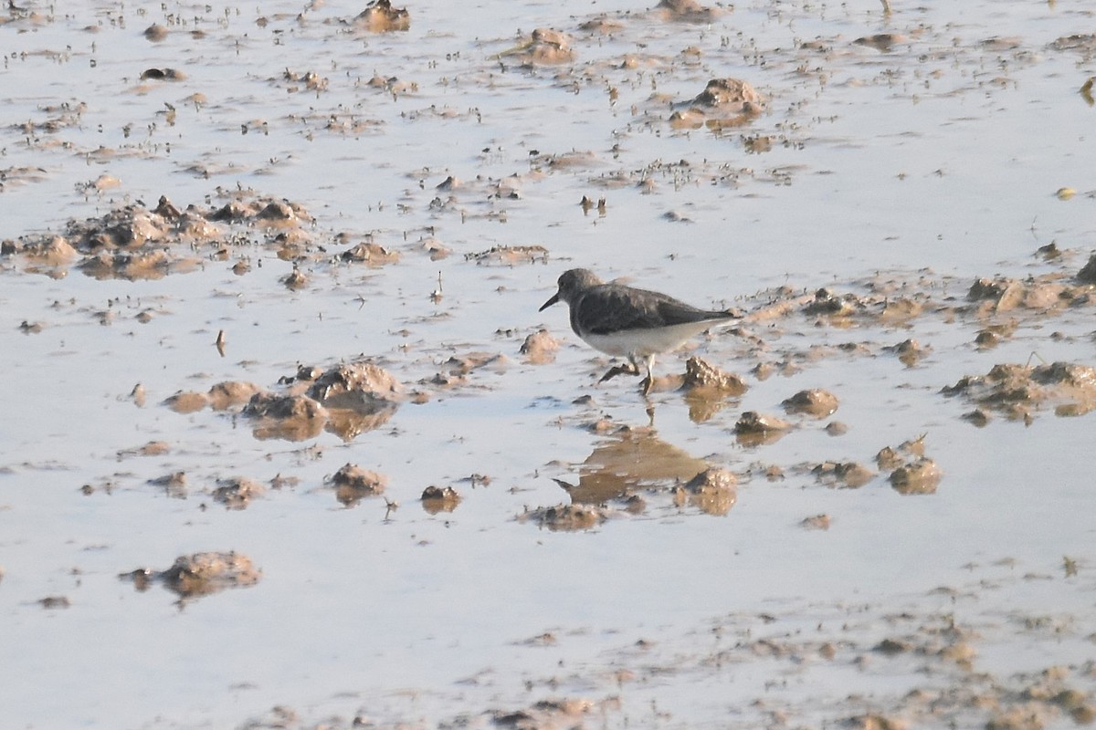 Temminck's Stint - ML616476392