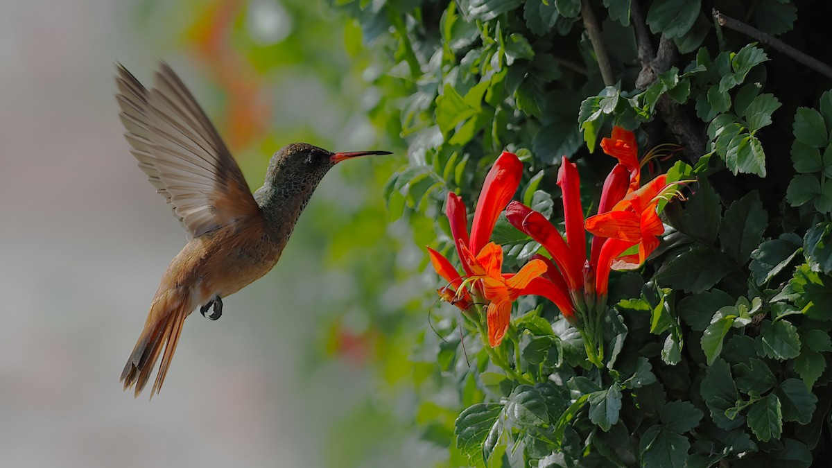 Amazilia Hummingbird - ML616476431