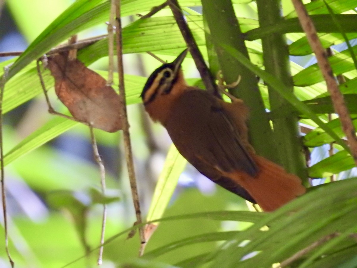 Black-capped Foliage-gleaner - Nick Odio