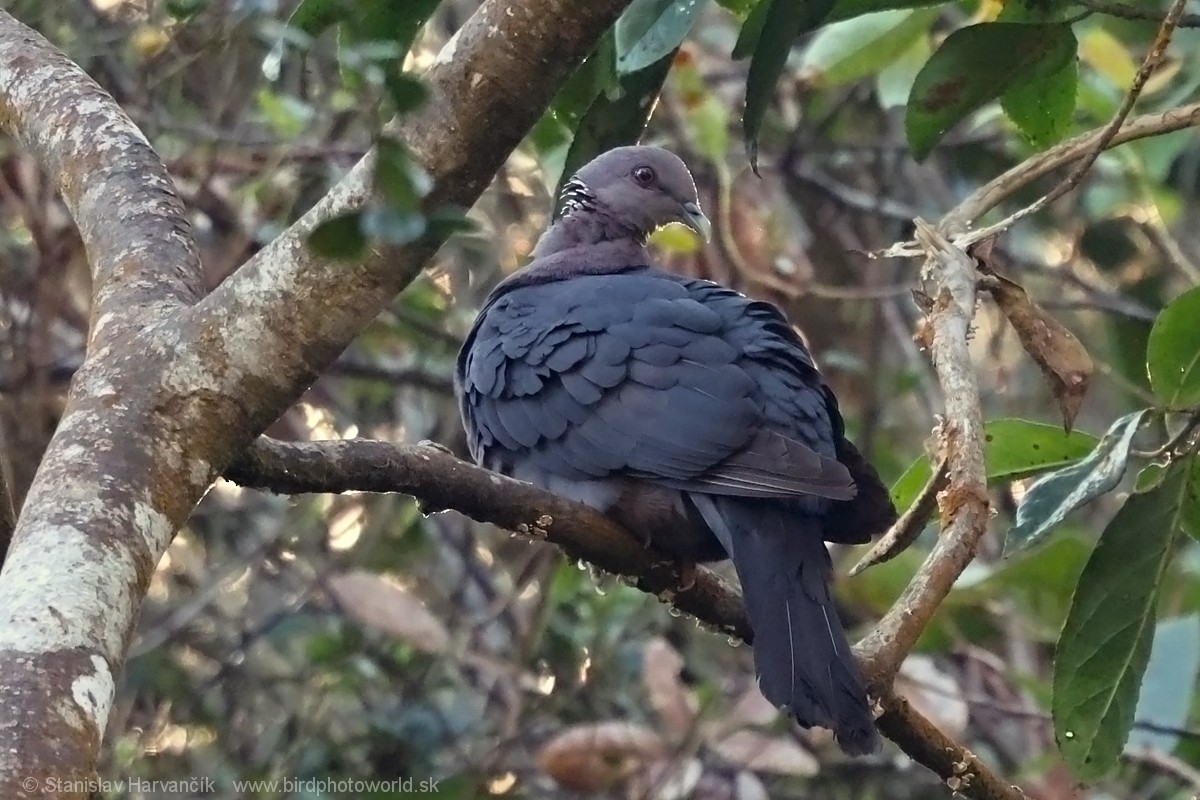 Sri Lanka Wood-Pigeon - Stanislav Harvančík