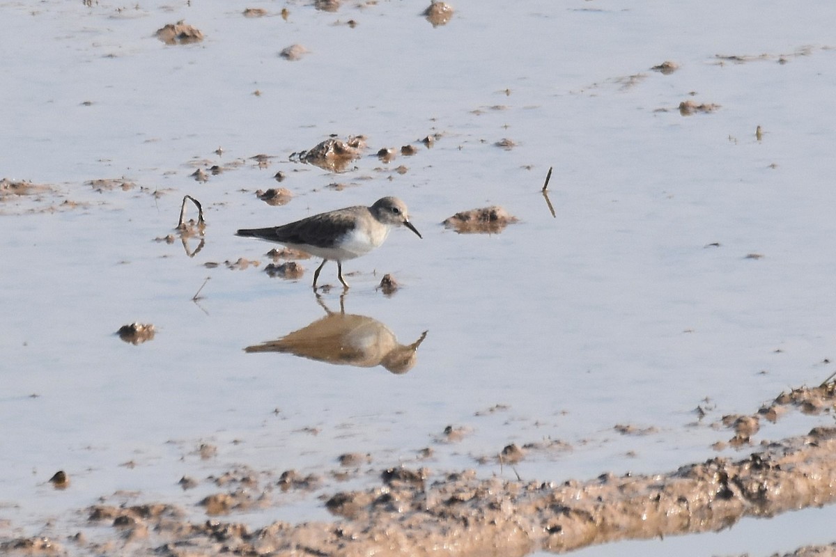 Temminck's Stint - Lukasz Pulawski