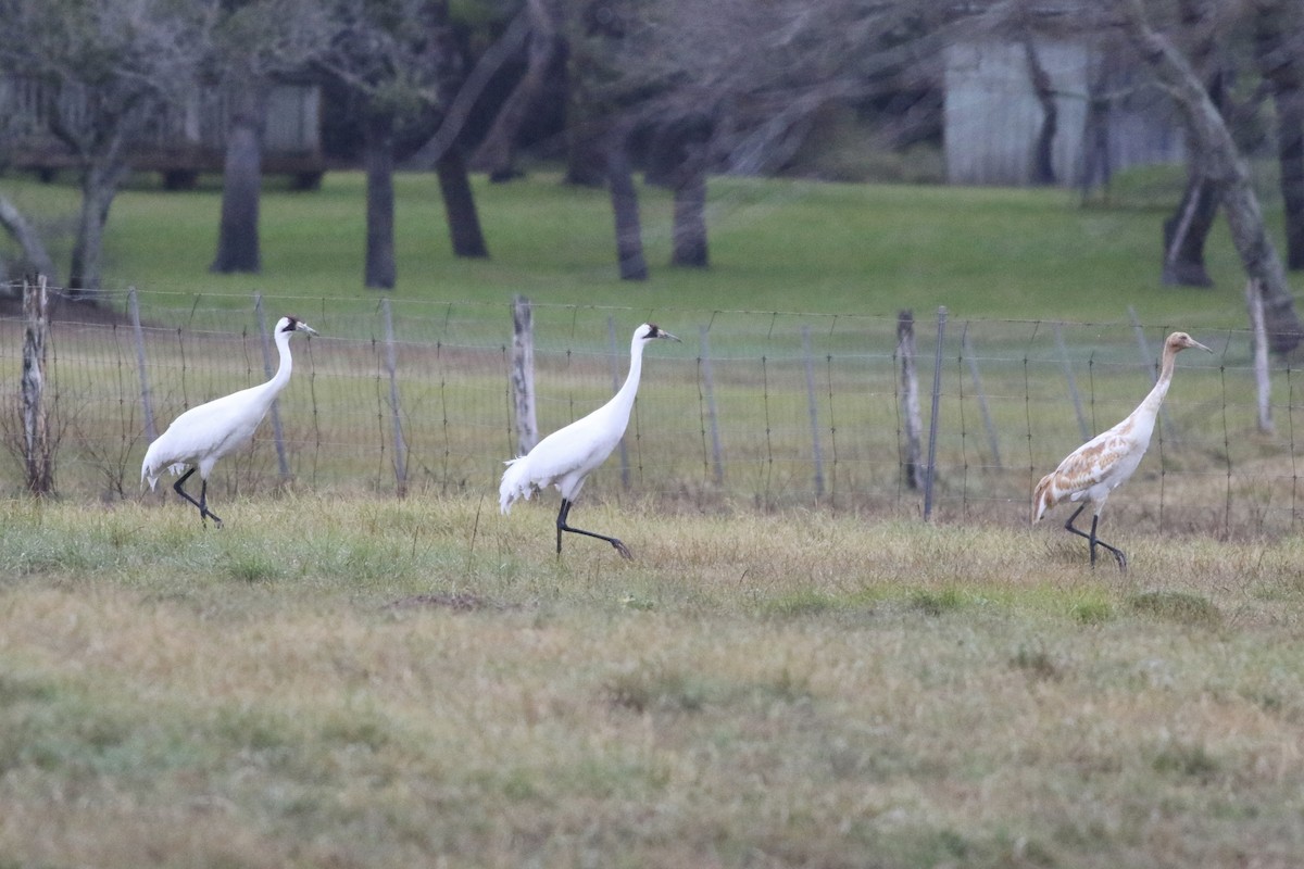 Whooping Crane - ML616476465