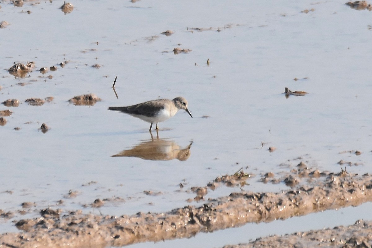 Temminck's Stint - Lukasz Pulawski