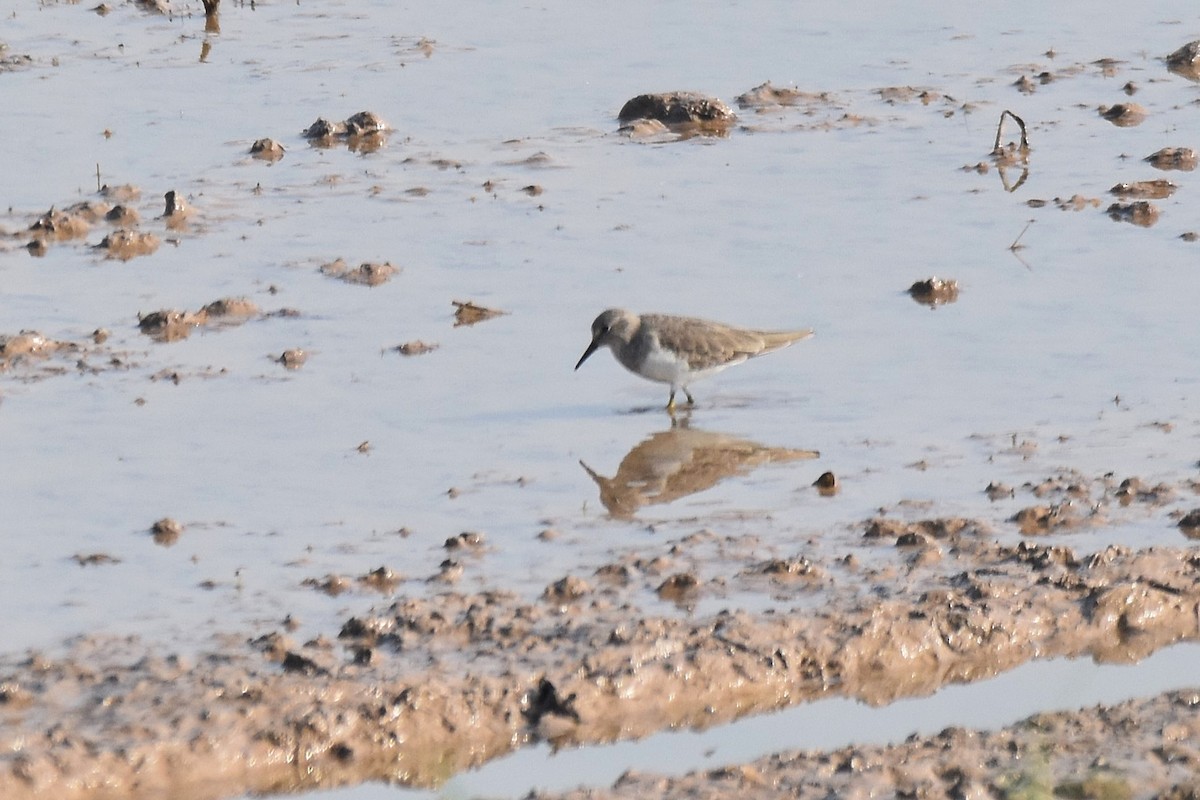 Temminckstrandläufer - ML616476482