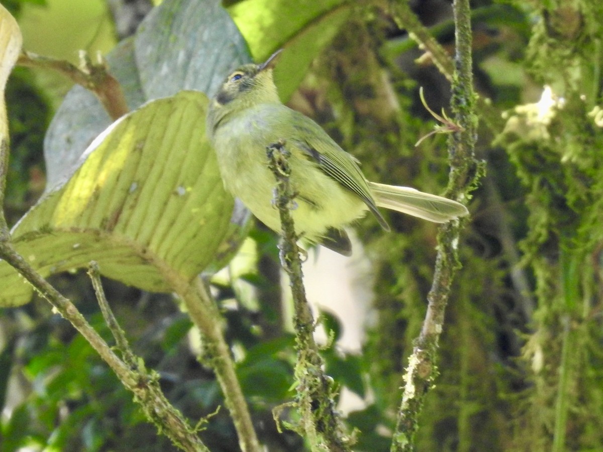 Oustalet's Tyrannulet - ML616476527