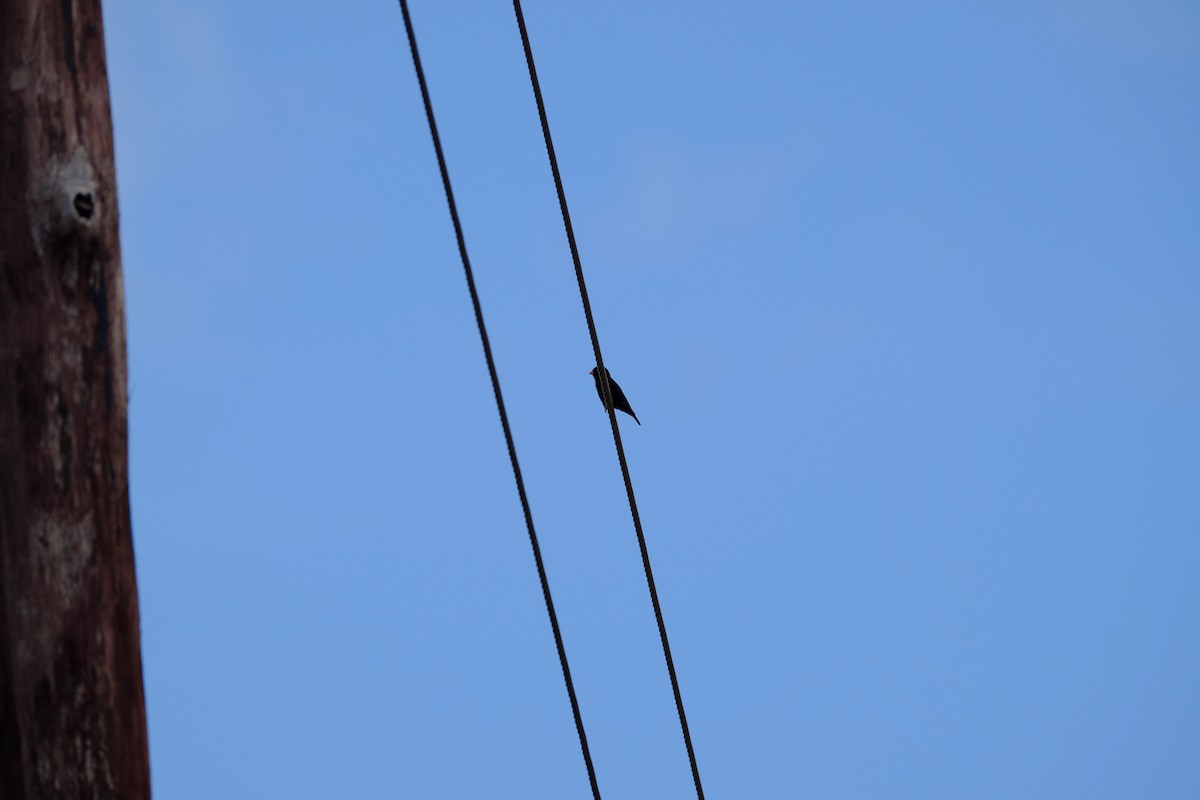 Village Indigobird - ML616476537