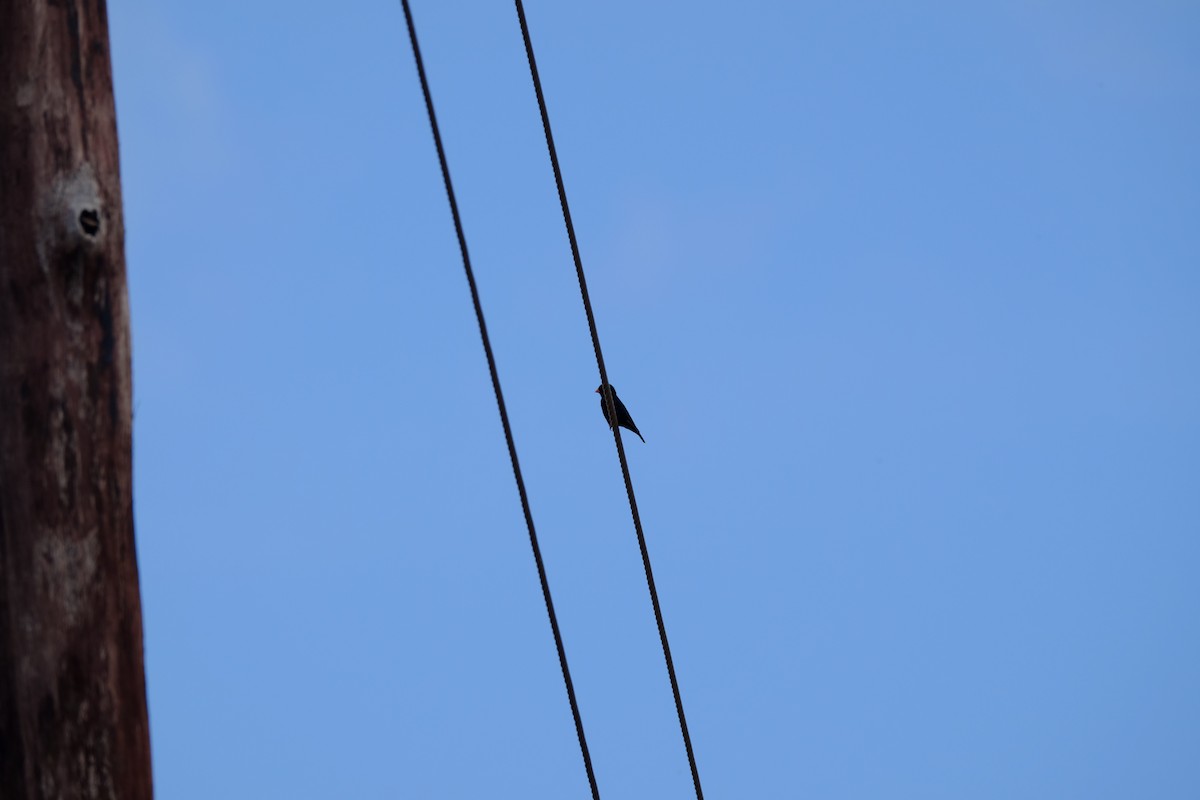 Village Indigobird - ML616476538