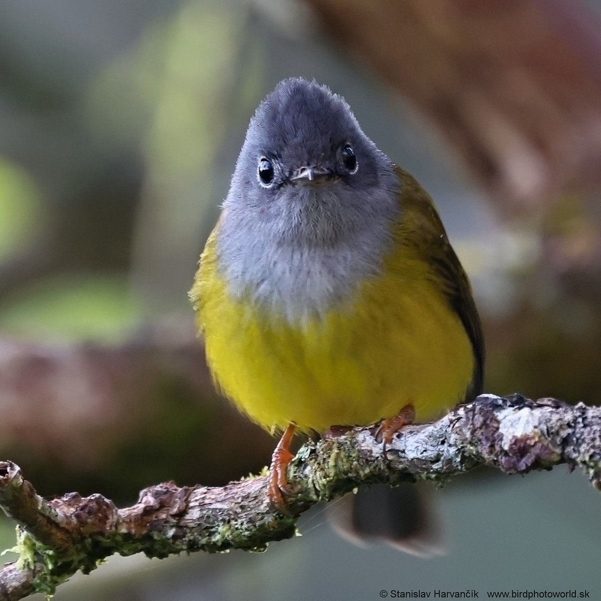 Gray-headed Canary-Flycatcher - ML616476543