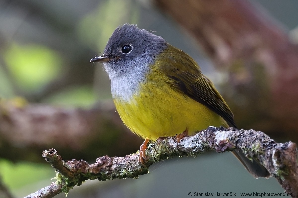 Gray-headed Canary-Flycatcher - ML616476544