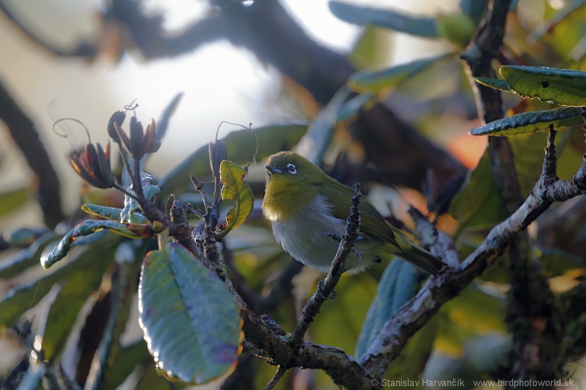 Sri Lanka White-eye - ML616476572