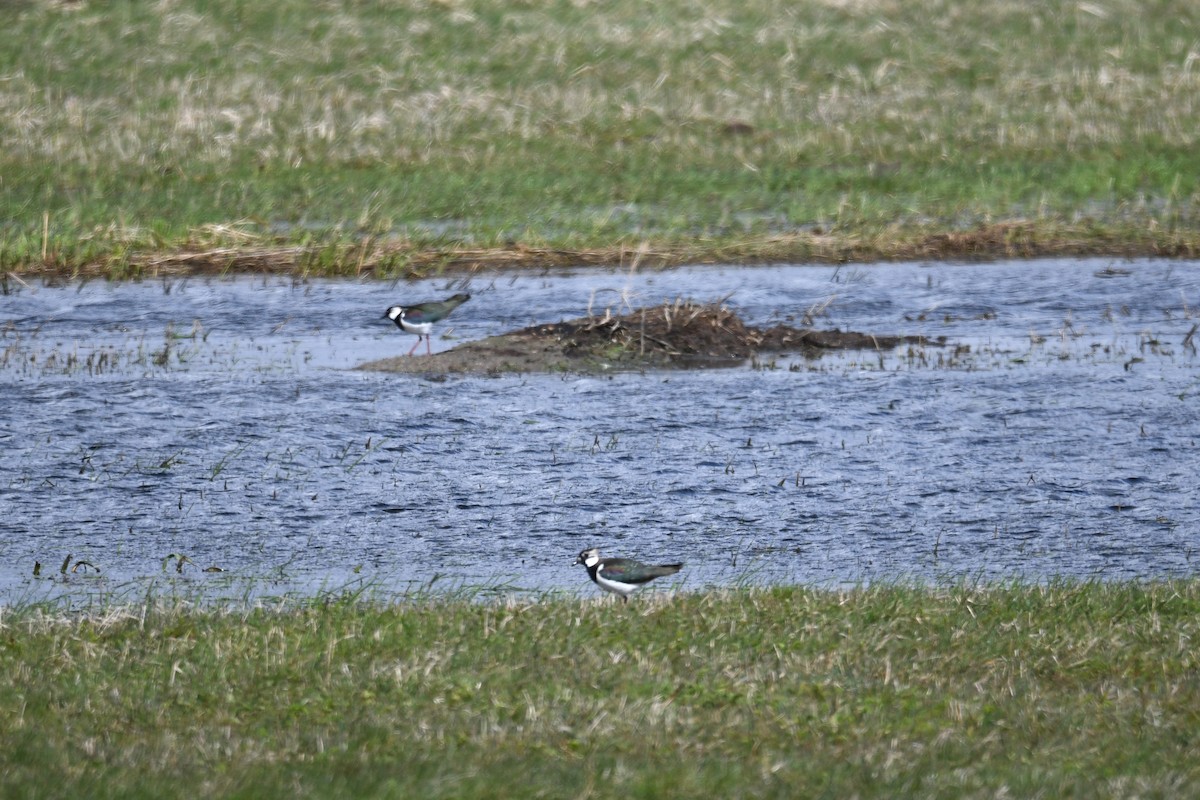 Northern Lapwing - ML616476600