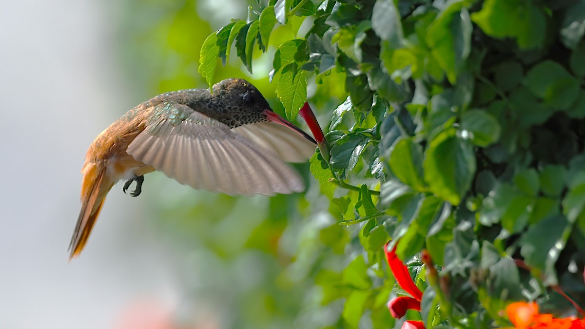 Amazilia Hummingbird - ML616476603