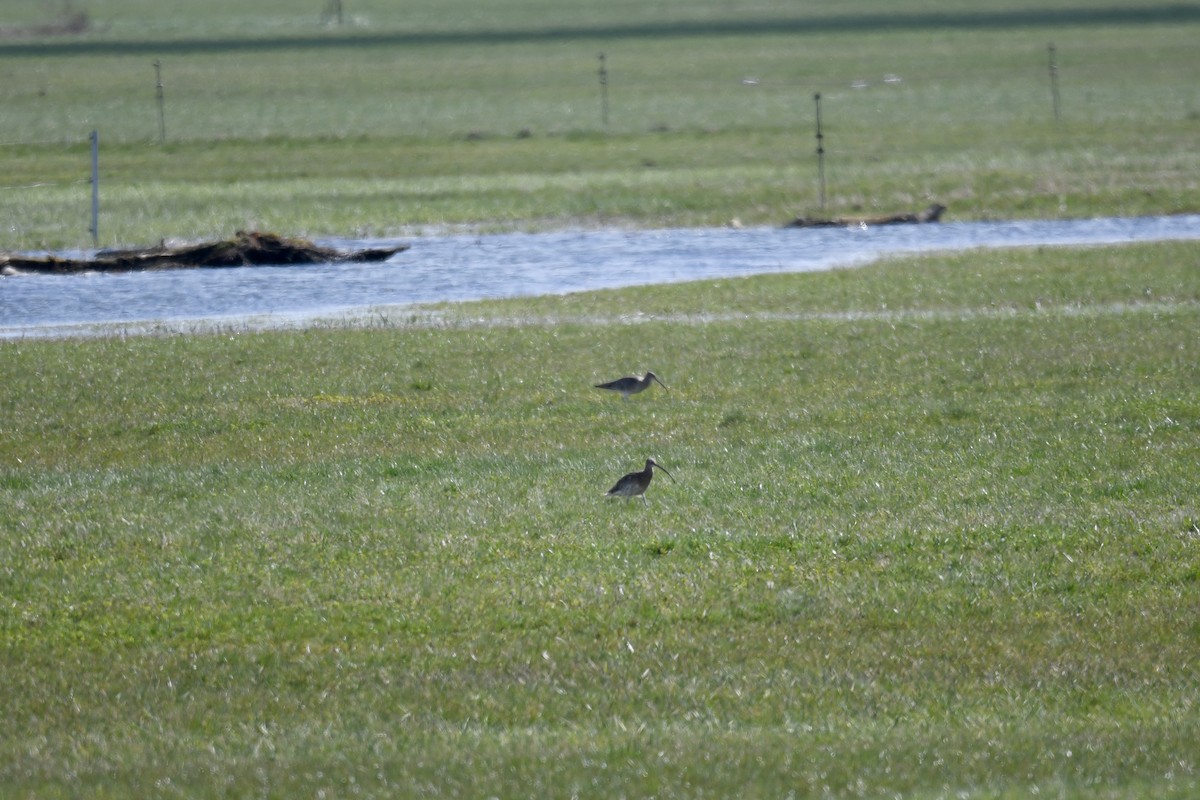 Eurasian Curlew - ML616476623