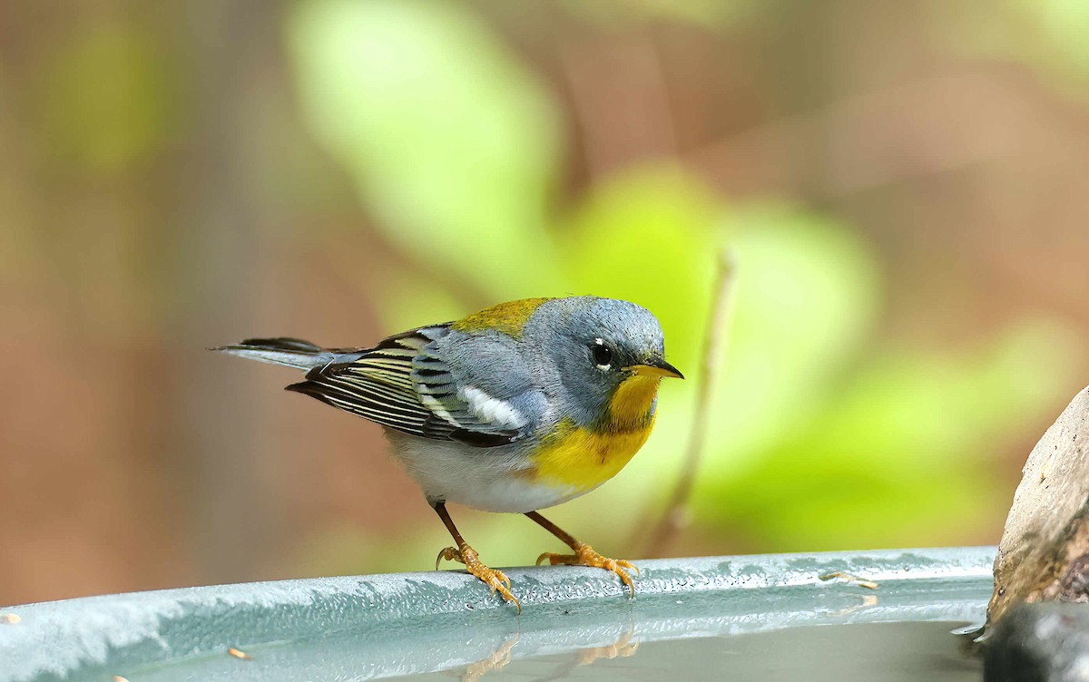 Northern Parula - ML616476626