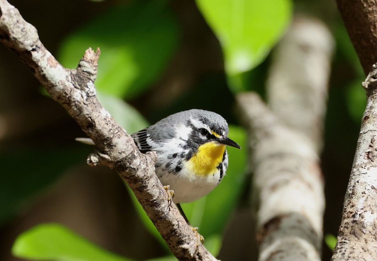 Yellow-throated Warbler - ML616476650