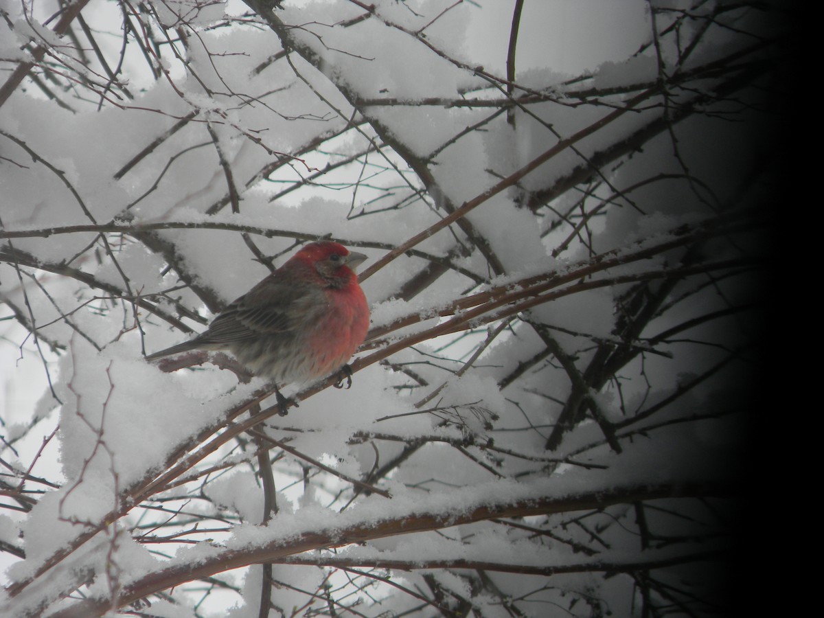 House Finch - ML616476712