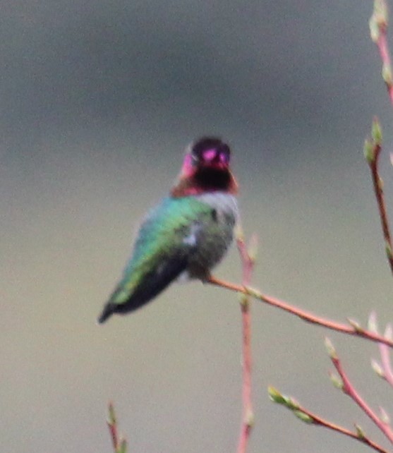 Anna's Hummingbird - Milton Vine