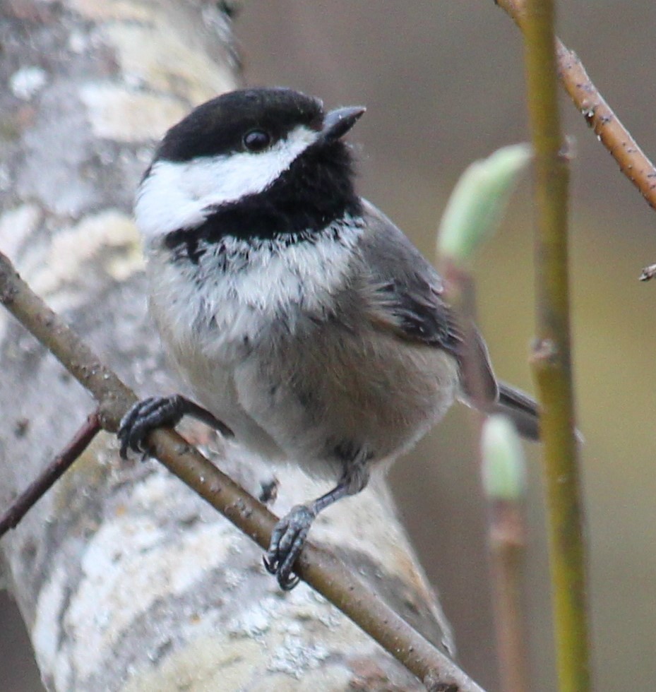 Mésange à tête noire - ML616476739