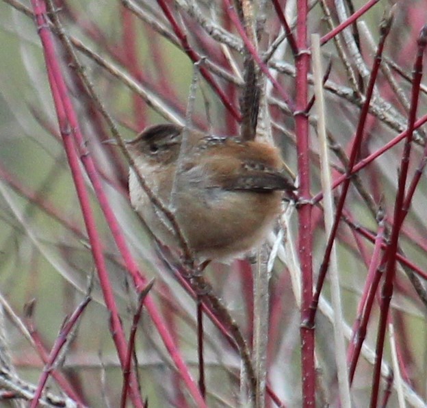 Marsh Wren - ML616476769