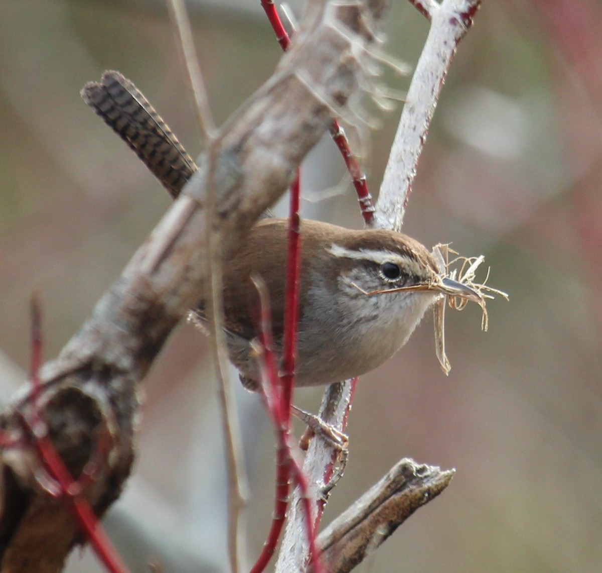 Bewick's Wren - ML616476782