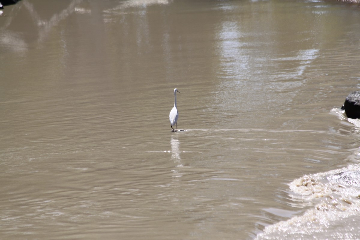 Great Egret - Corné Pieterse