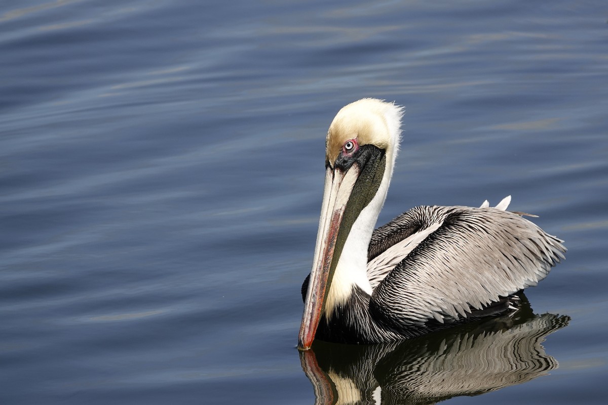 Brown Pelican - ML616476803