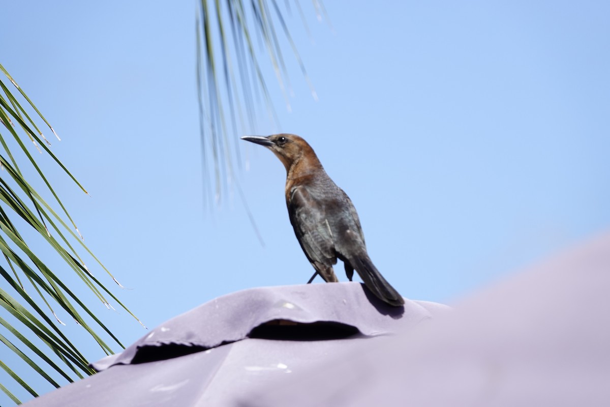 Boat-tailed Grackle - David Rubenstein