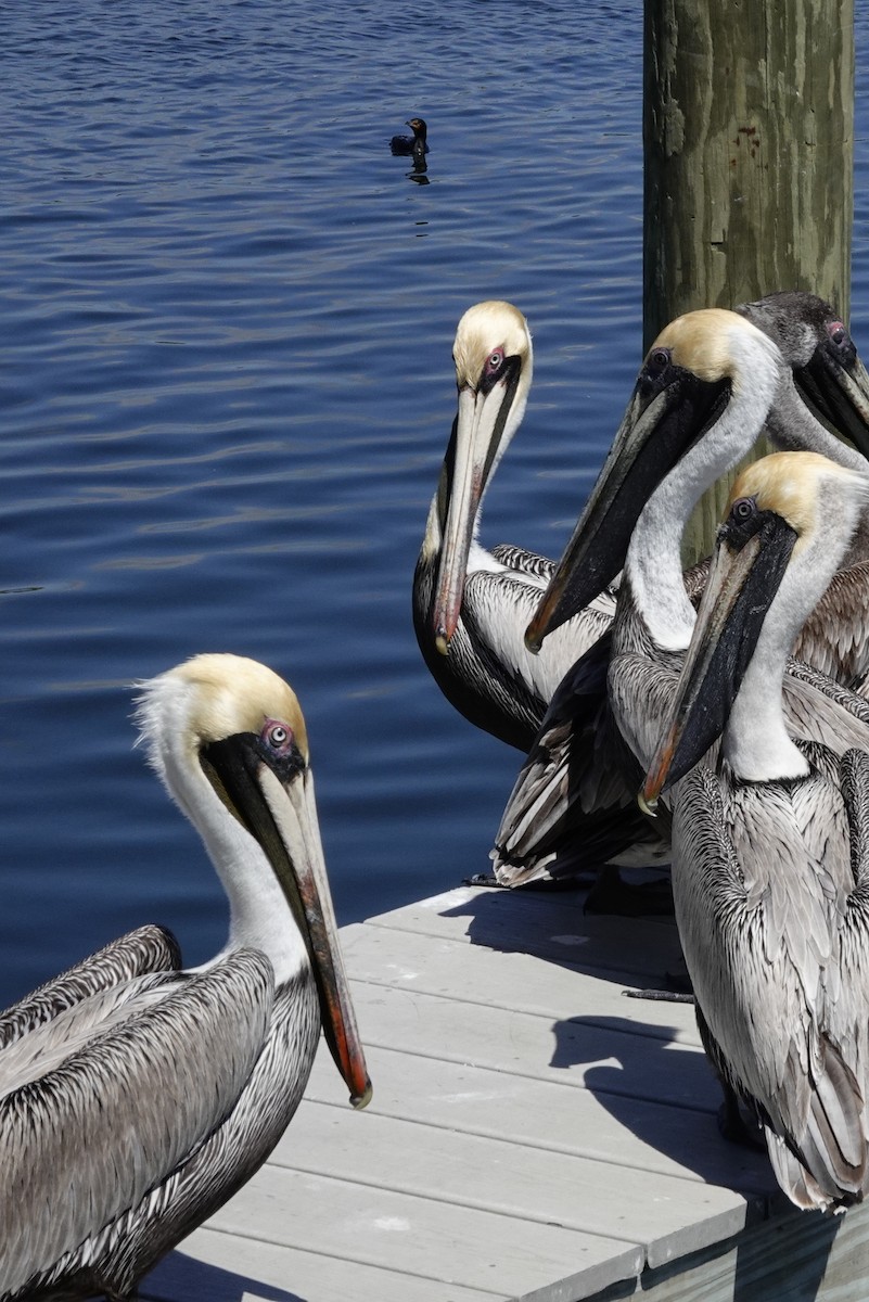pelikán hnědý - ML616476859