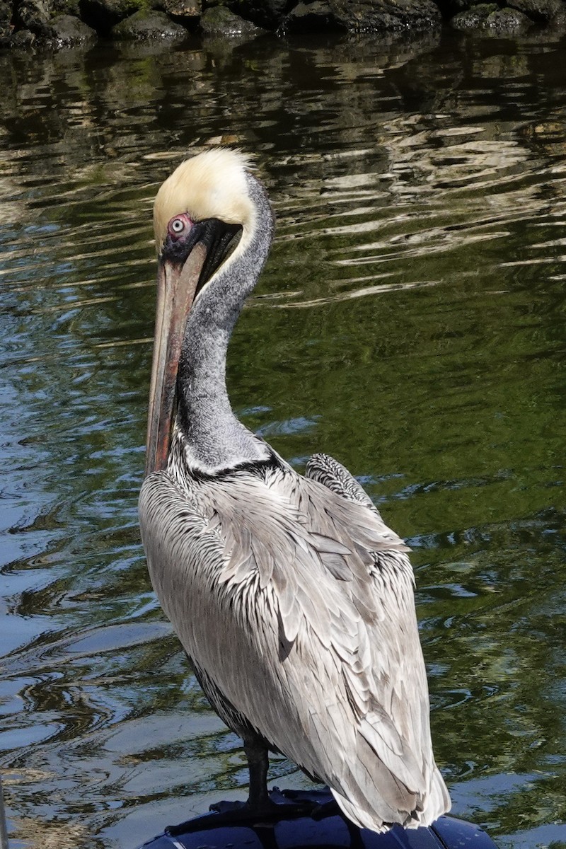 pelikán hnědý - ML616476869