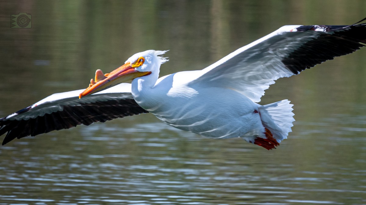 American White Pelican - John Landry