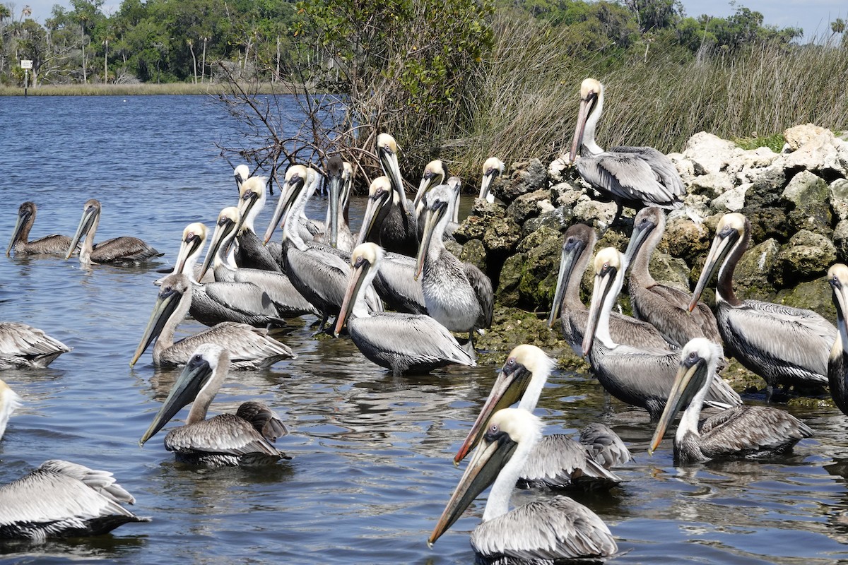 Brown Pelican - ML616476878