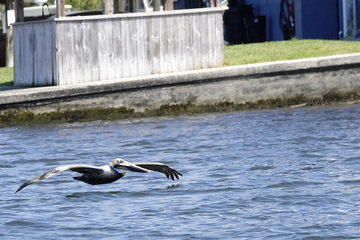 Brown Pelican - ML616476879