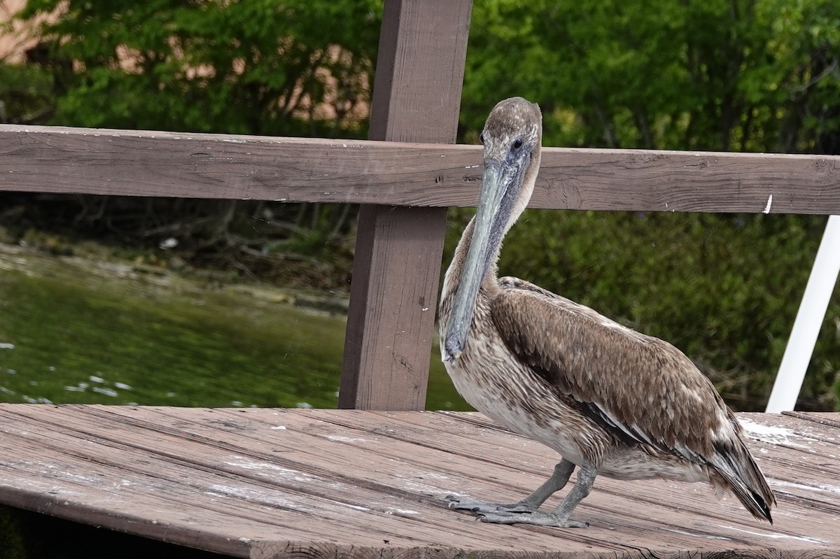 Brown Pelican - ML616476886