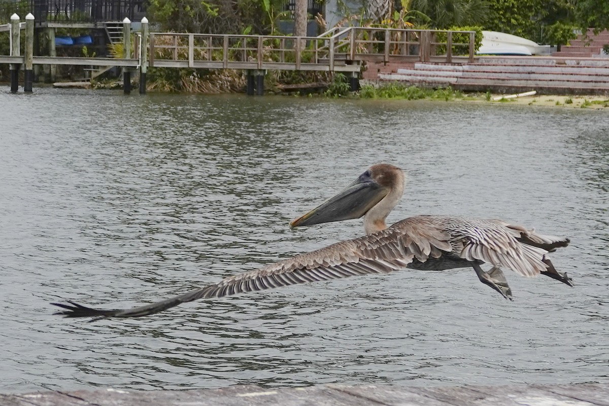 Brown Pelican - ML616476892