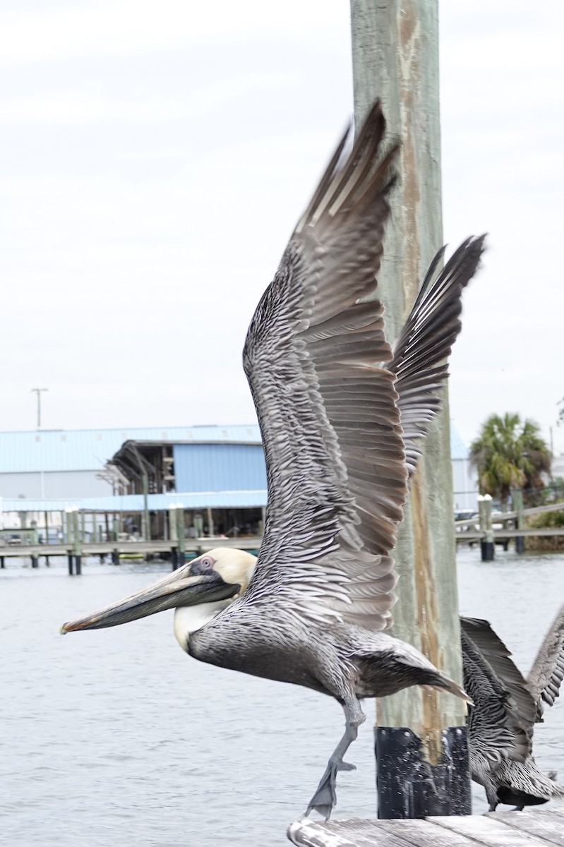 Brown Pelican - ML616476897