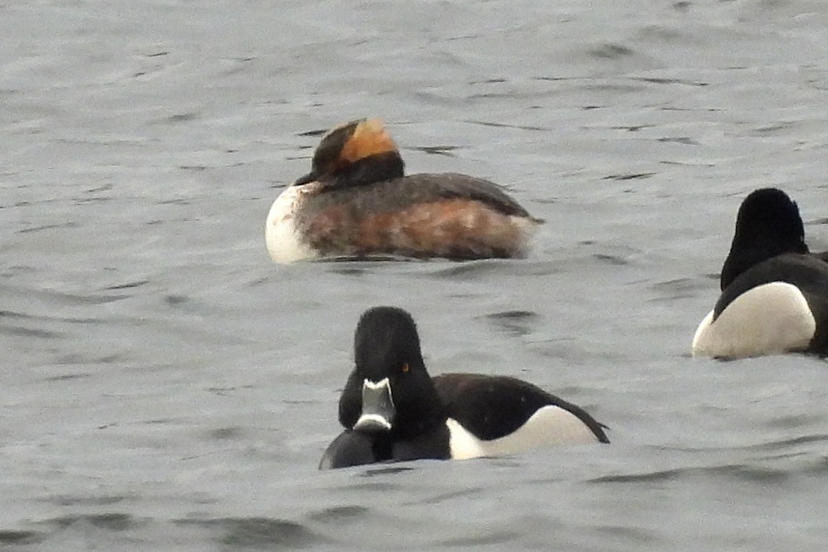 Horned Grebe - ML616476898