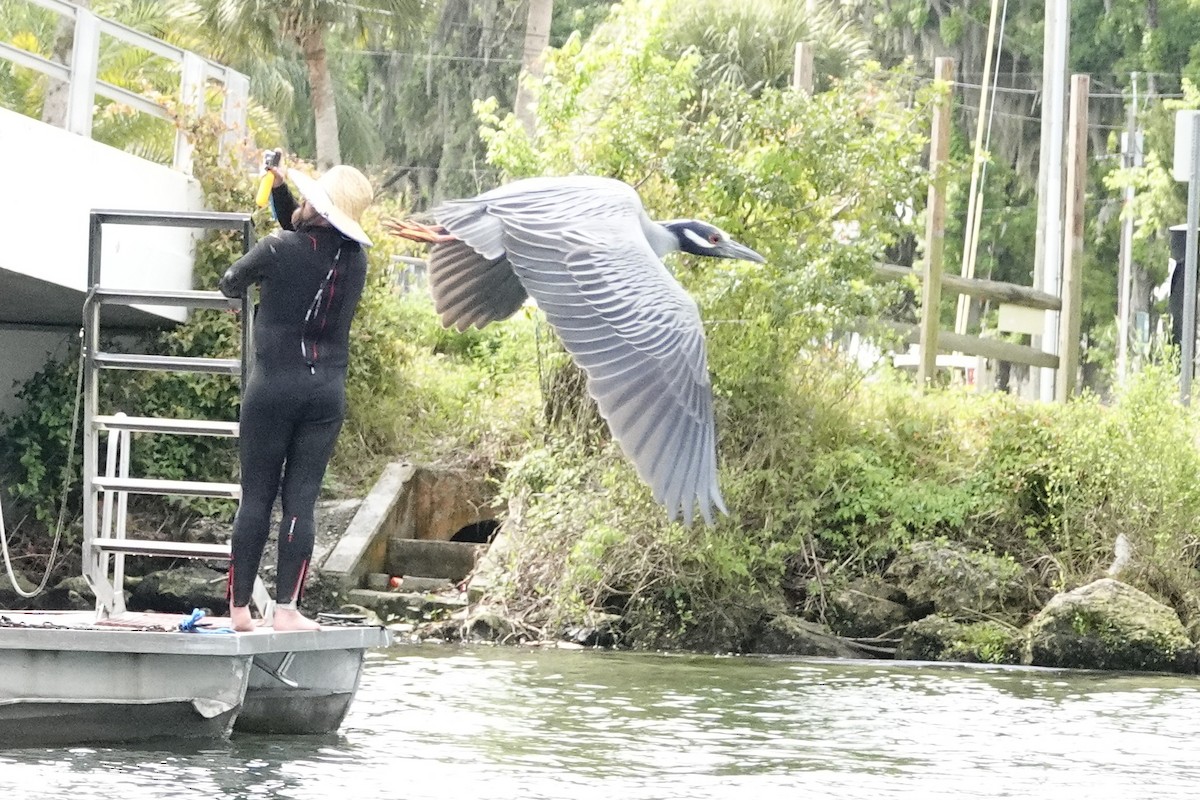 Yellow-crowned Night Heron - David Rubenstein