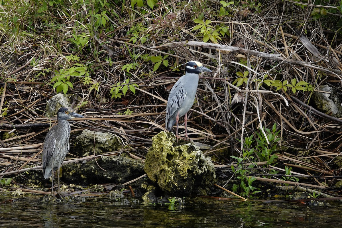 Yellow-crowned Night Heron - ML616476931