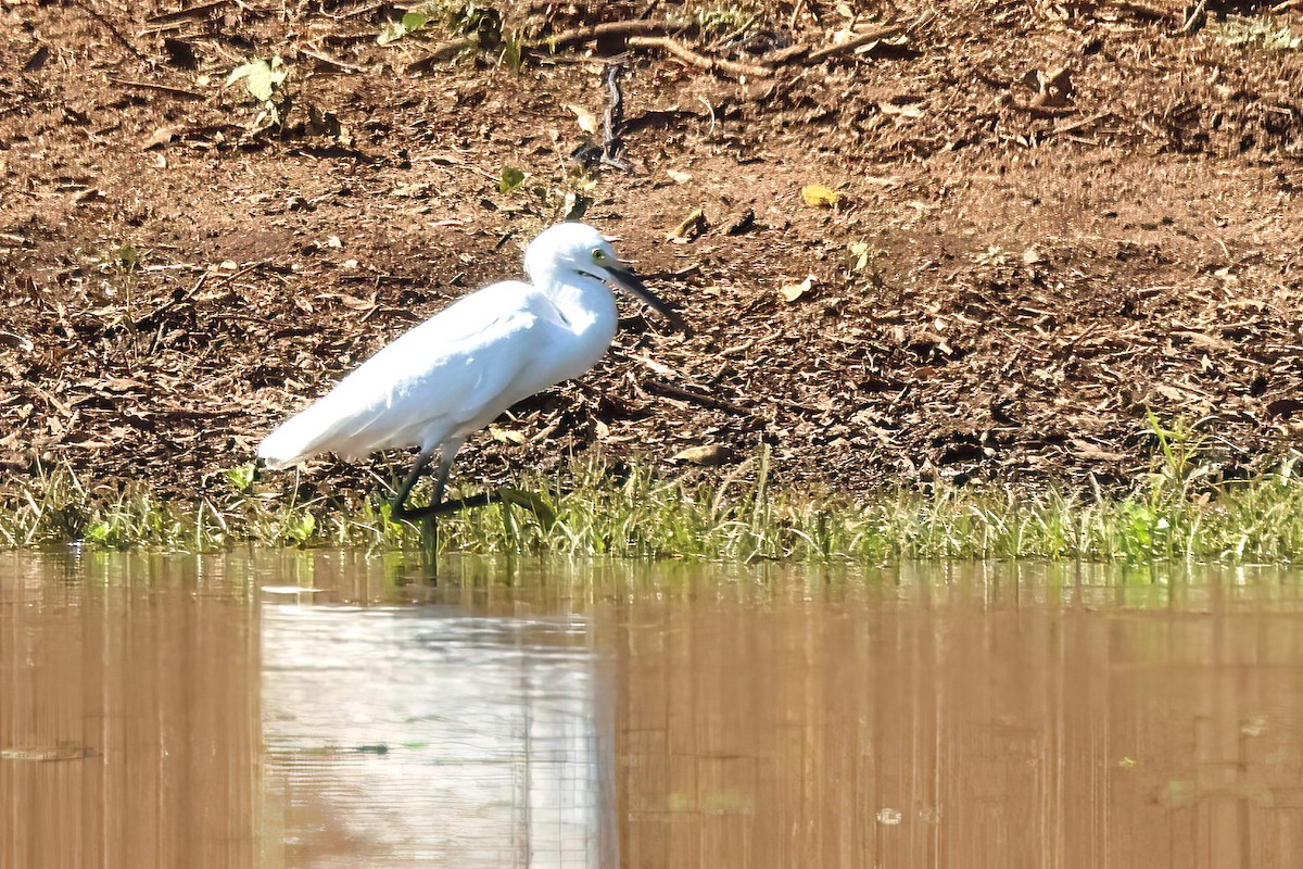 Snowy Egret - ML616477007