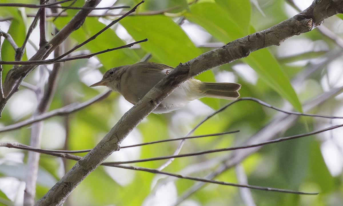 Buff-cheeked Greenlet - ML616477073