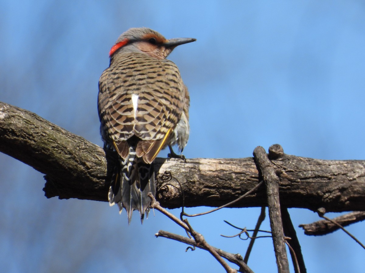 Northern Flicker (Yellow-shafted) - ML616477080