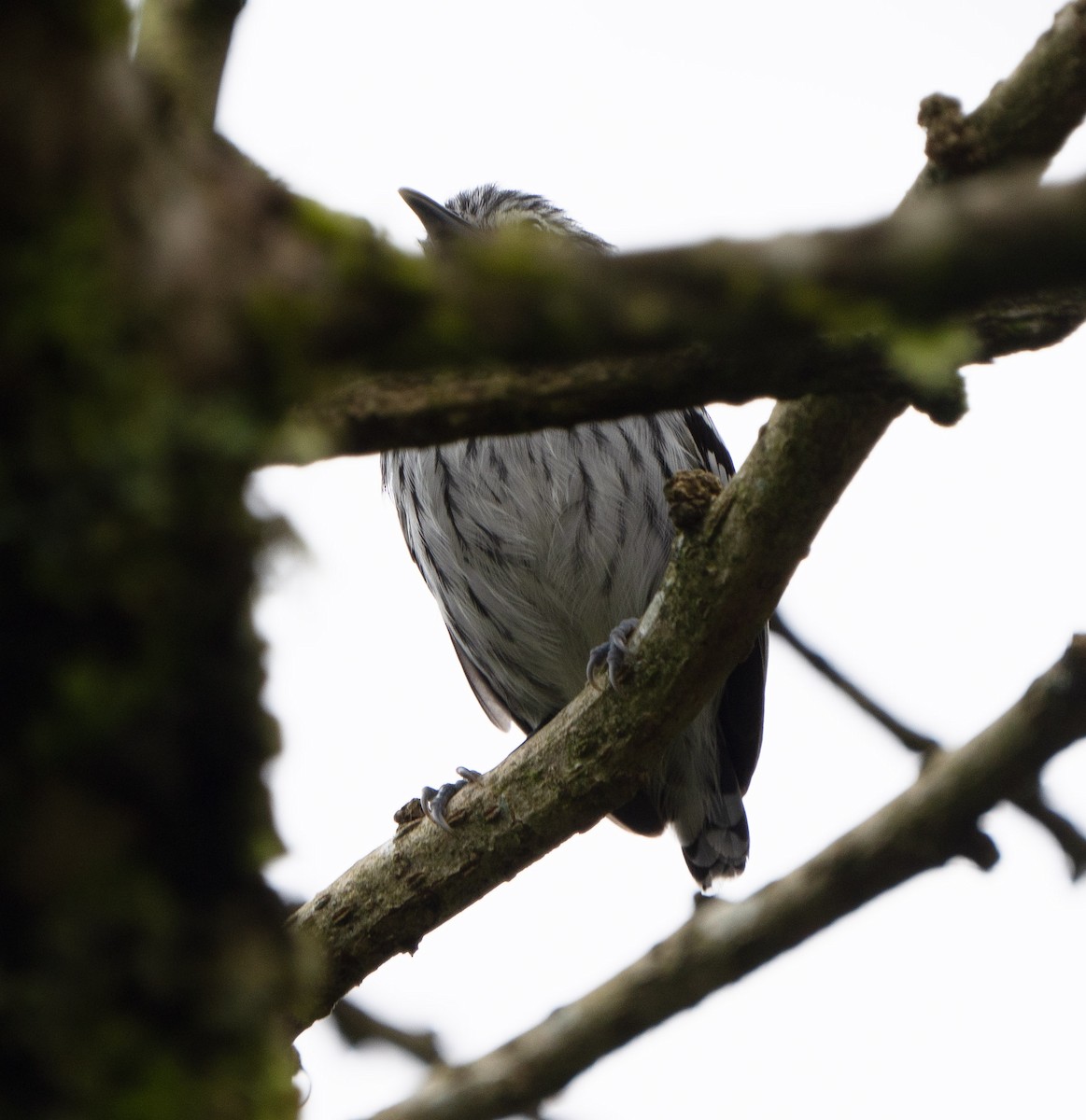 Pacific Antwren - Stephen Menzie